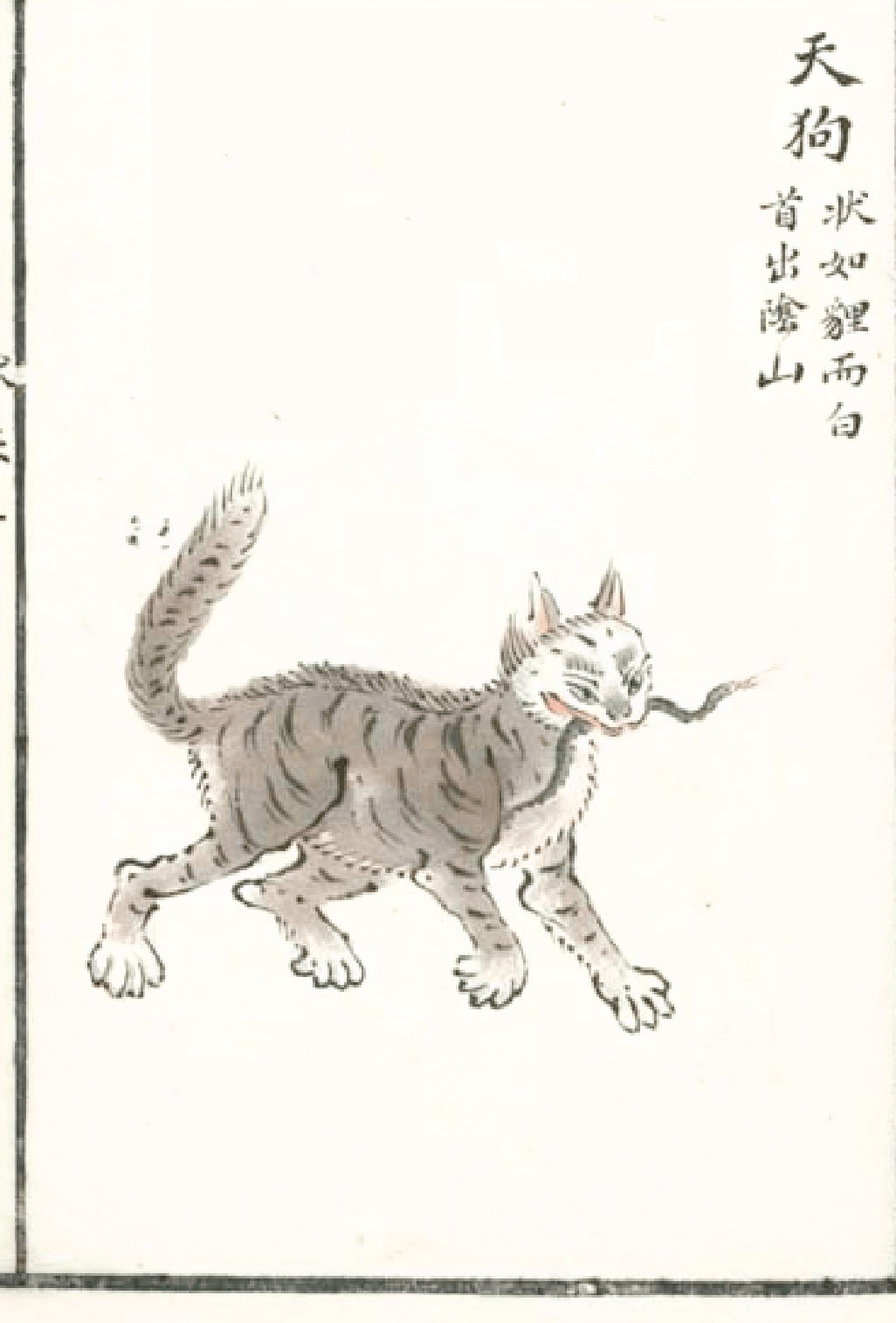 TianGou/天狗: the name means "Heaven Dog", but looks like a mountain cat, with a white head.